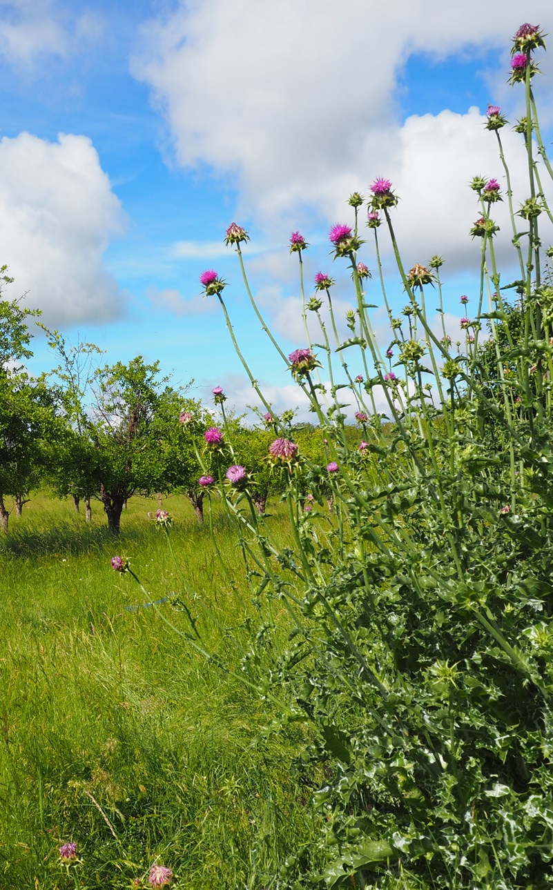 polyculture prune et vigne
