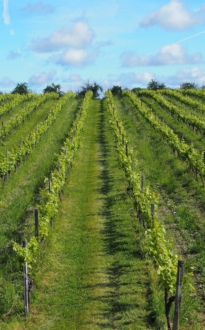 vignes domaine Terres du chateau d'aix